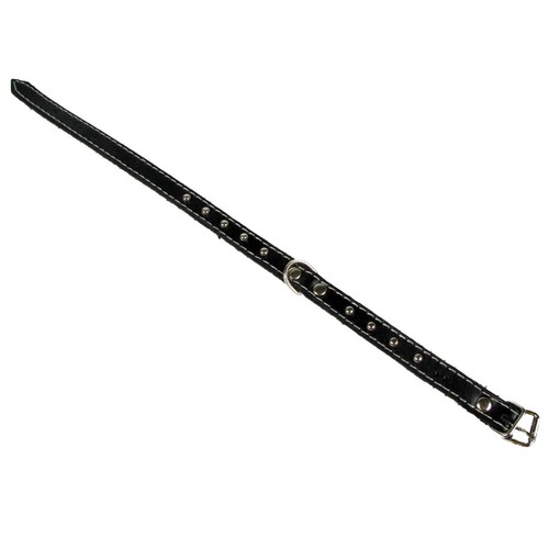 Animali cane collare - animali, pelle