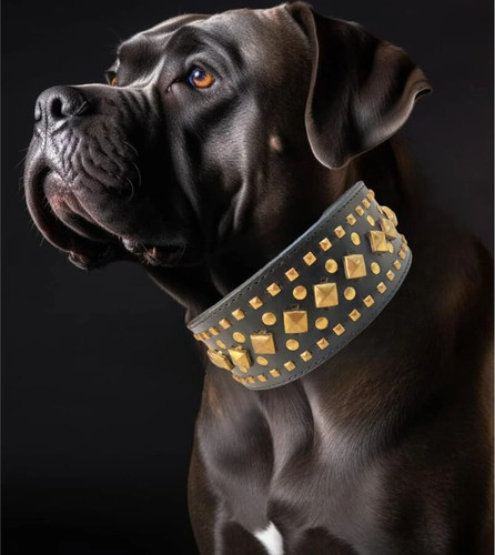 Collare per cani stg - collare,