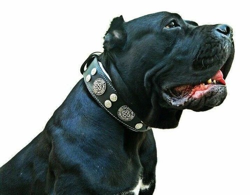 Bestia hektor collare per - per, cani